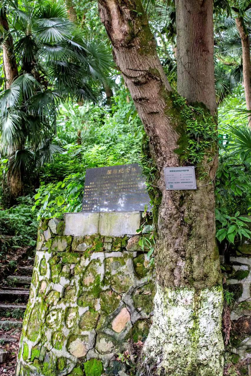 湖南原始森林千年古树,益阳浮邱寺古树
