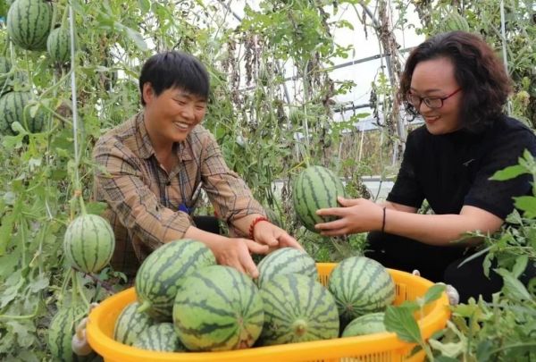 茶叶种植乡村振兴,冬季种植蔬菜助力乡村振兴
