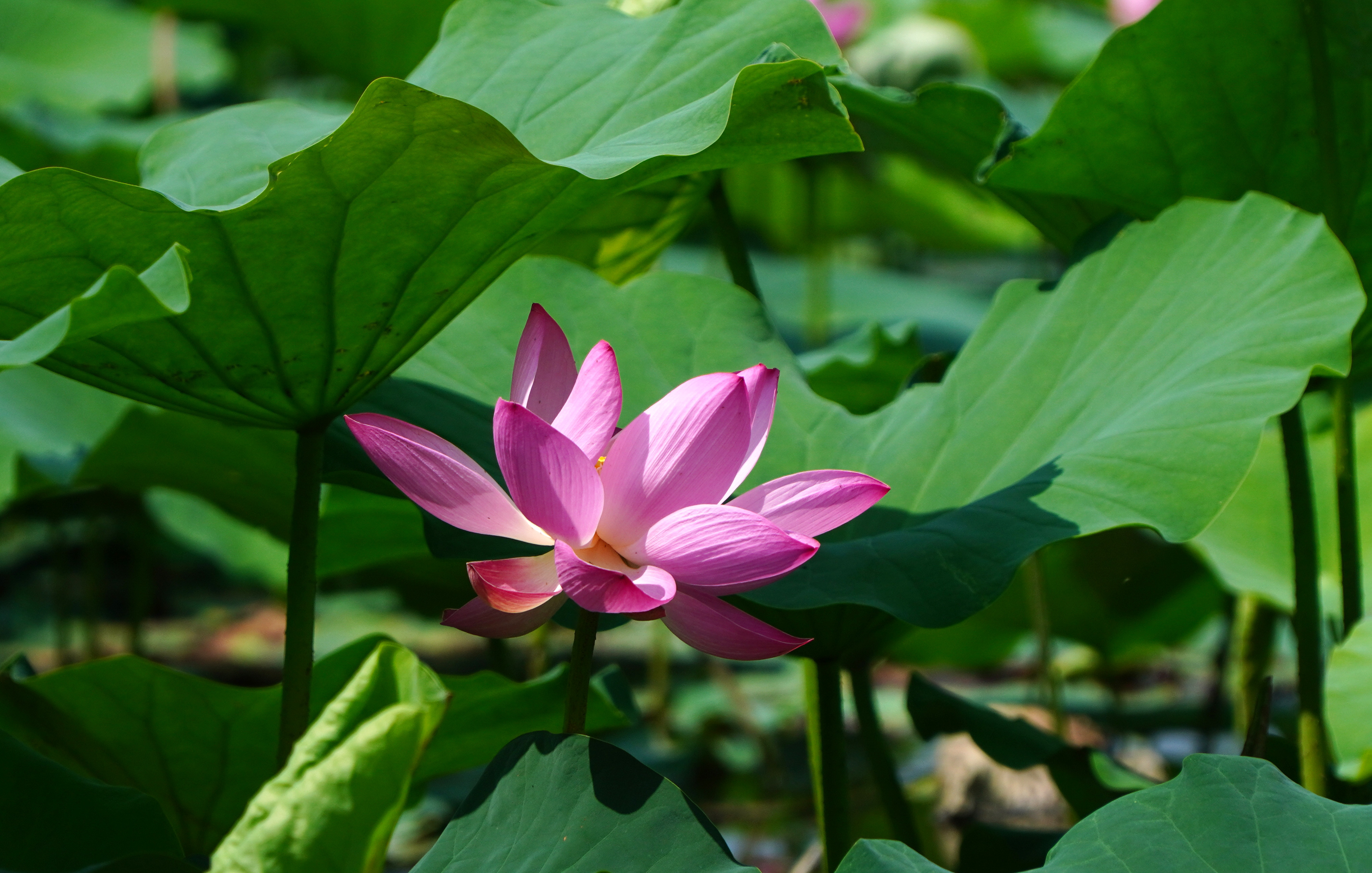 秋天济南大明湖还有荷花吗,济南大明湖荷花什么时候看最好