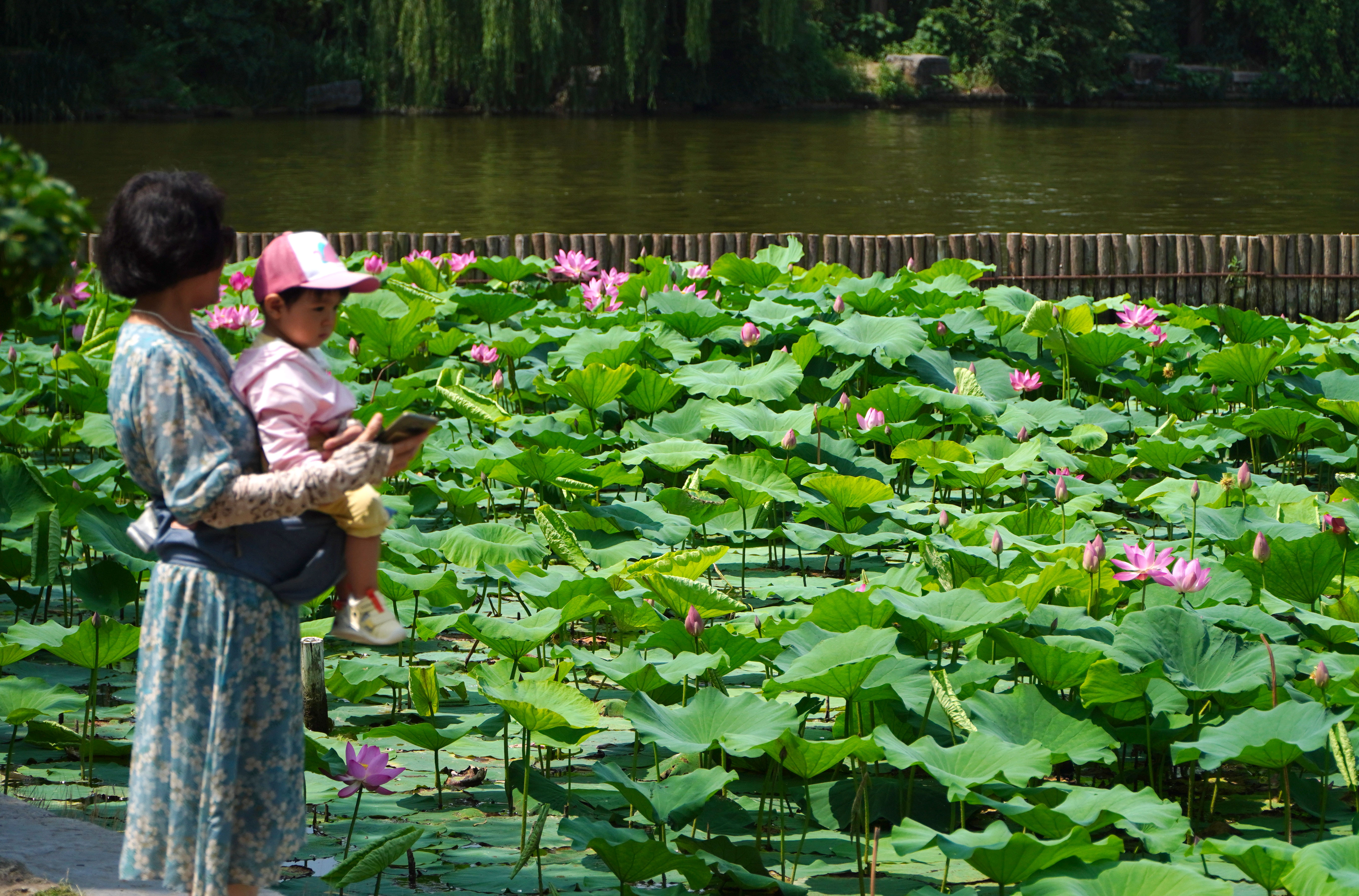 秋天济南大明湖还有荷花吗,济南大明湖荷花什么时候看最好