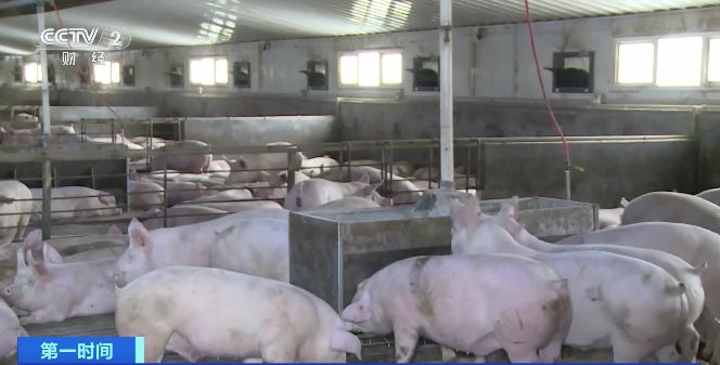 全国生猪产能持续恢复,农业农村部生猪产能回归合理区间