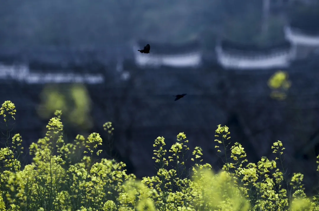 南岛人的祖先来自中国大陆,中国南方人的基因