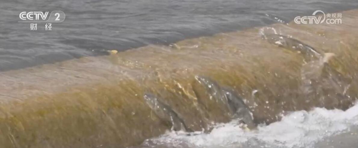亿万条青海湖湟鱼洄游到达高峰期,青海湖湟鱼洄游路边观测