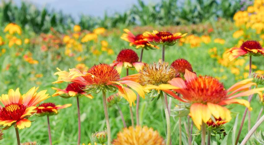 南漳：盛开在六月的天人菊很夏天