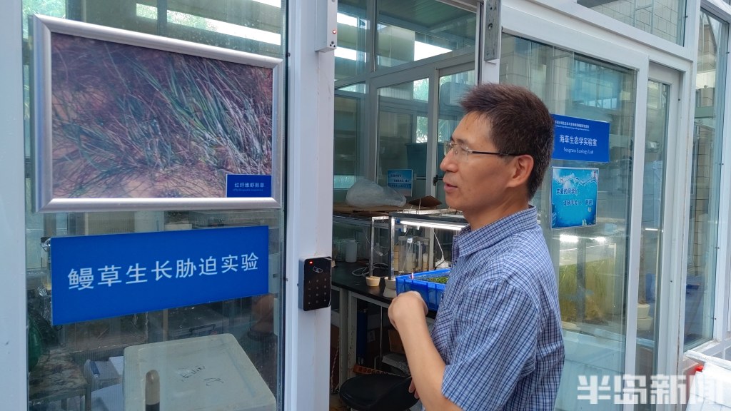 江苏海草床面积,海草床严重退化该如何修复