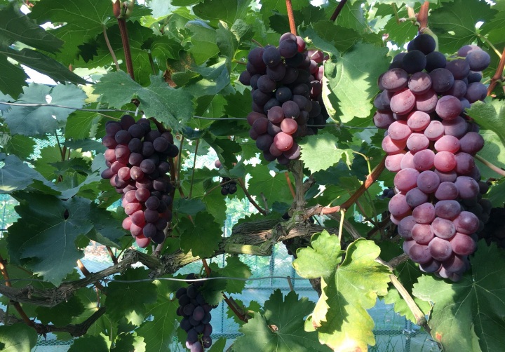 舟山农业补贴政策,舟山农业高质量发展大会