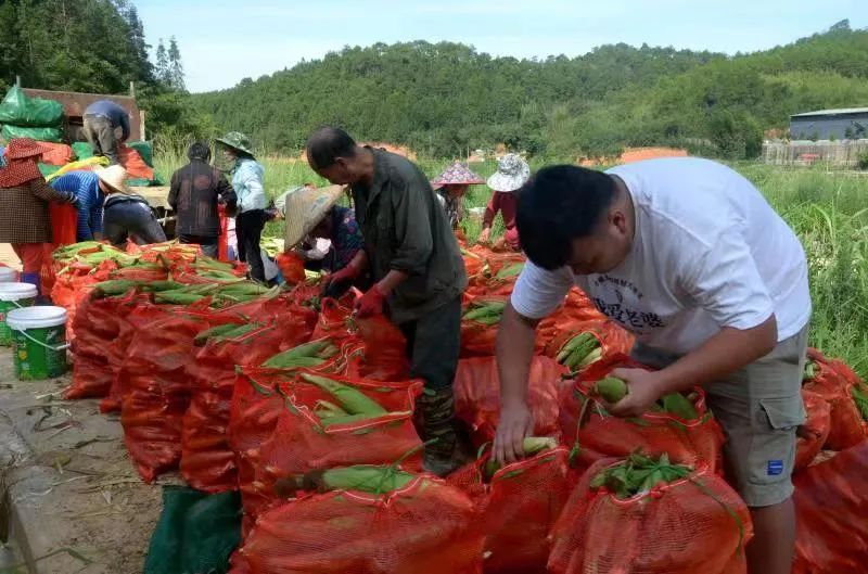 扶农助农政府补贴政策解读,扶农惠民政策