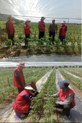 科技特派员助力辣椒产业健康发展,河南省辣椒产业科技服务团