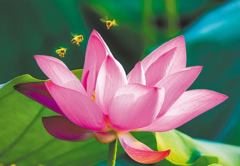 夏日赏荷文言文翻译,夏日赏荷