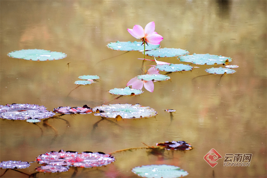 云南弥勒：雨中夏荷骄欲滴大珠小珠落玉盘（组图）