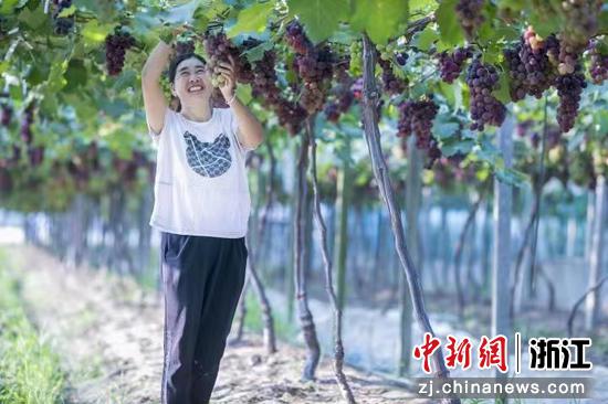 余姚临山江南葡萄园,临山葡萄节开幕式