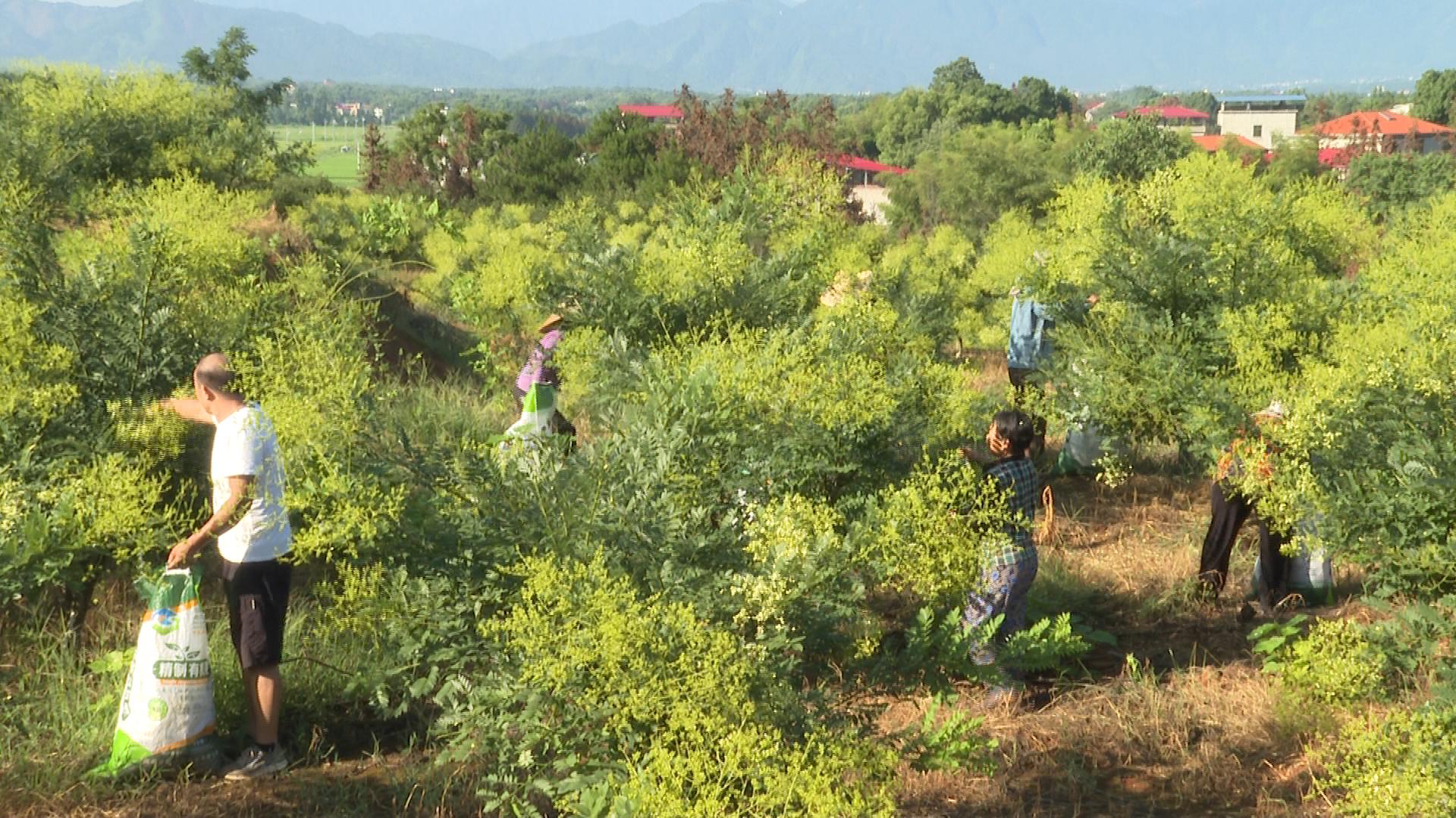 槐米丰收,槐米丰收了