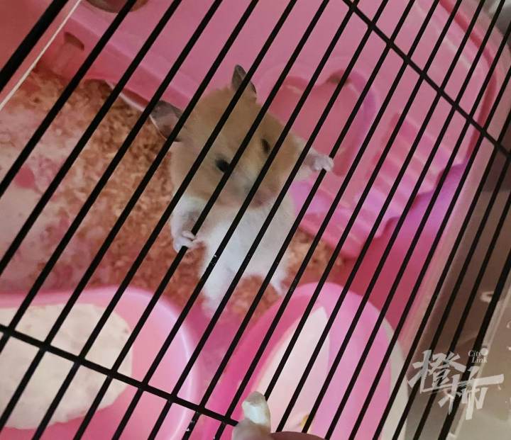 喜欢和主人互动的动物,金丝熊波妞