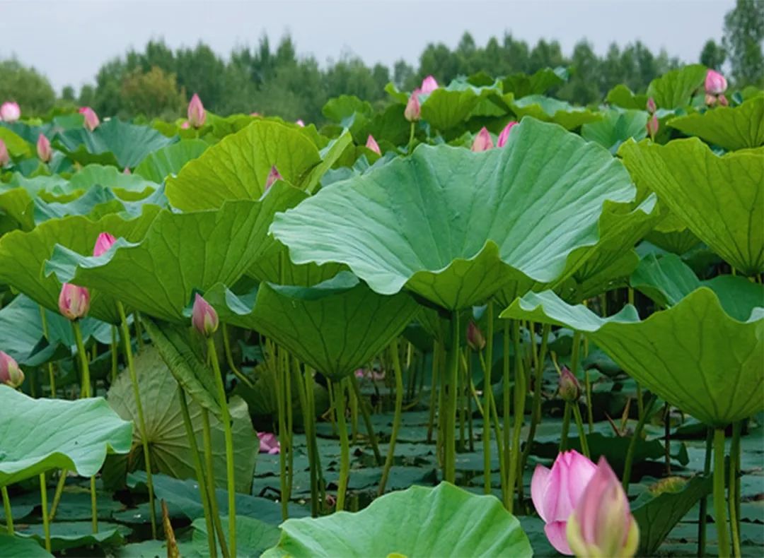 【收藏】炎炎夏日，这些茶饮能防暑解暑！