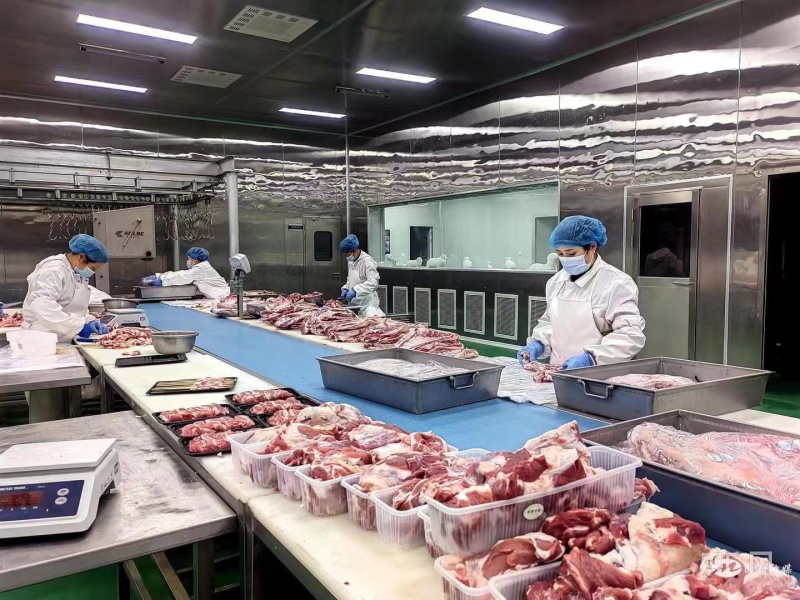 甘肃民勤羊产业,甘肃羊产业