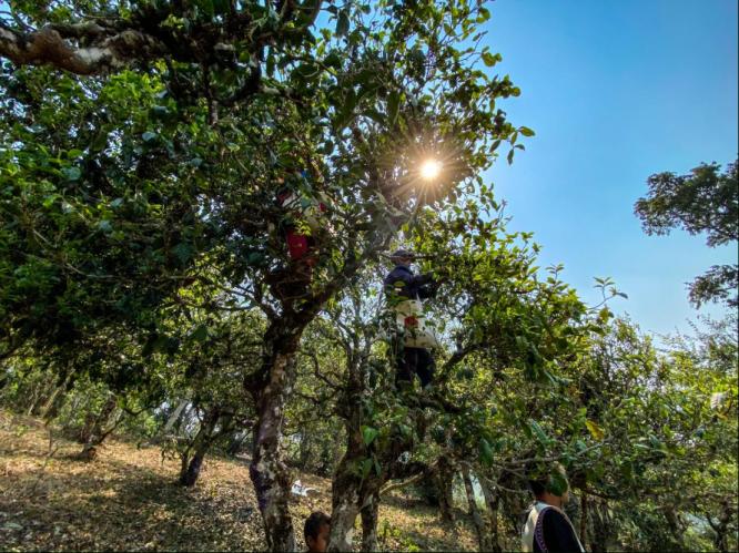 请你喝一杯普洱茶完整版,请你喝一杯普洱