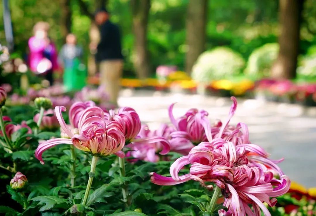 上海菊花展进最佳观赏期,上海菊花展在哪个公园
