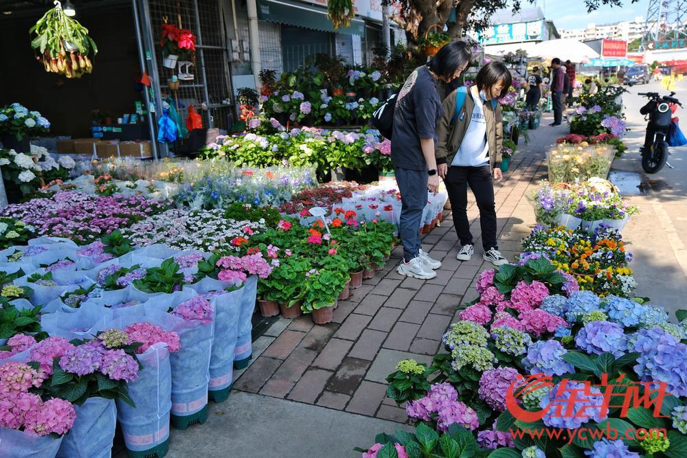 广州年花的品种名称价格,今年广州花卉市场行情