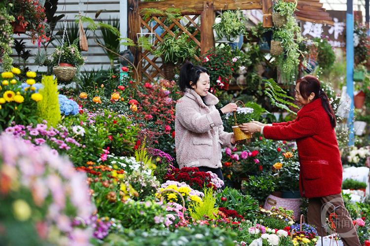 春暖花开春意浓花卉市场人气旺,花卉市场春意浓姹紫嫣红迎新年