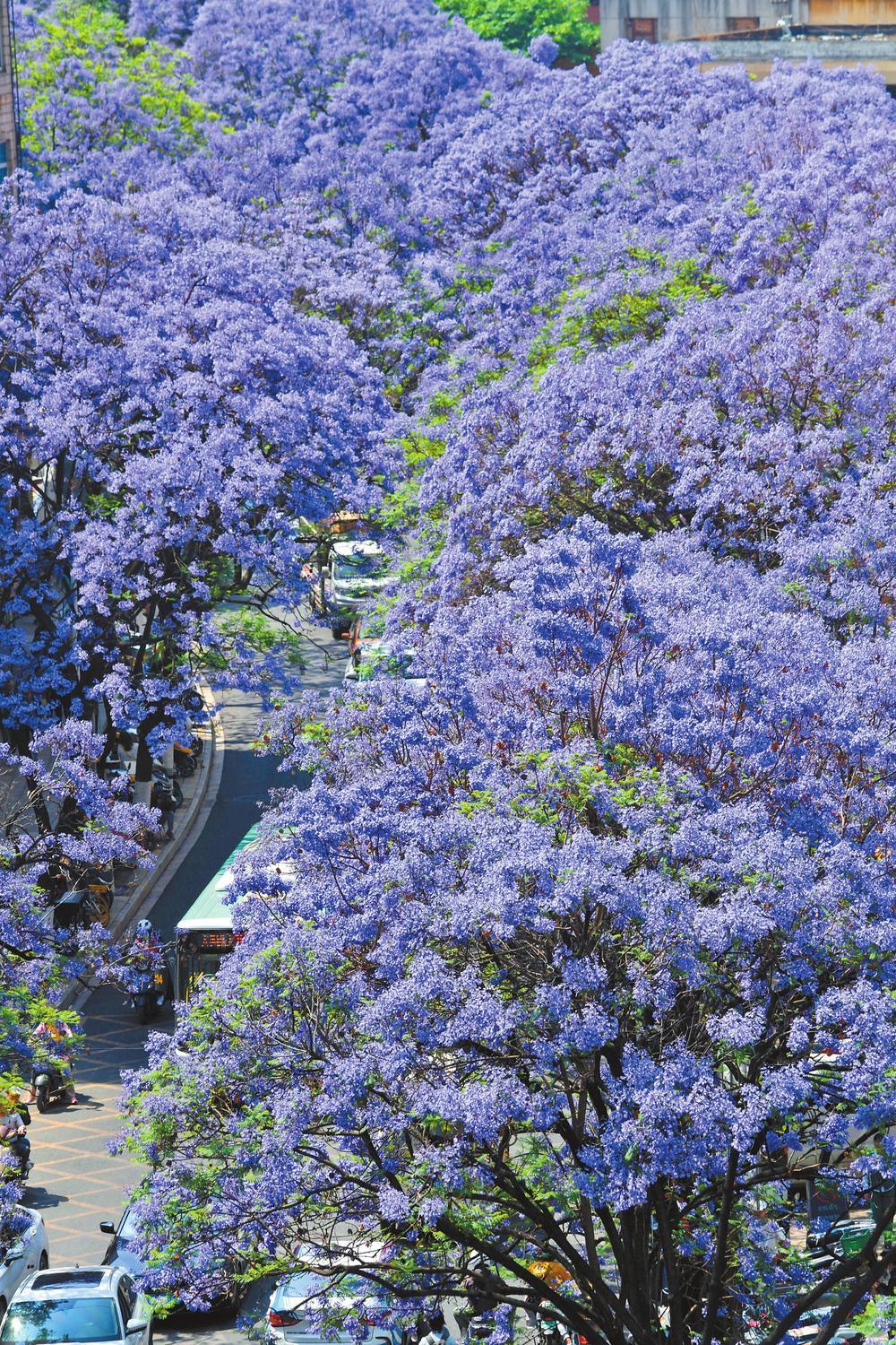 火遍昆明的蓝花楹,春城的蓝花楹有没有惊艳到你