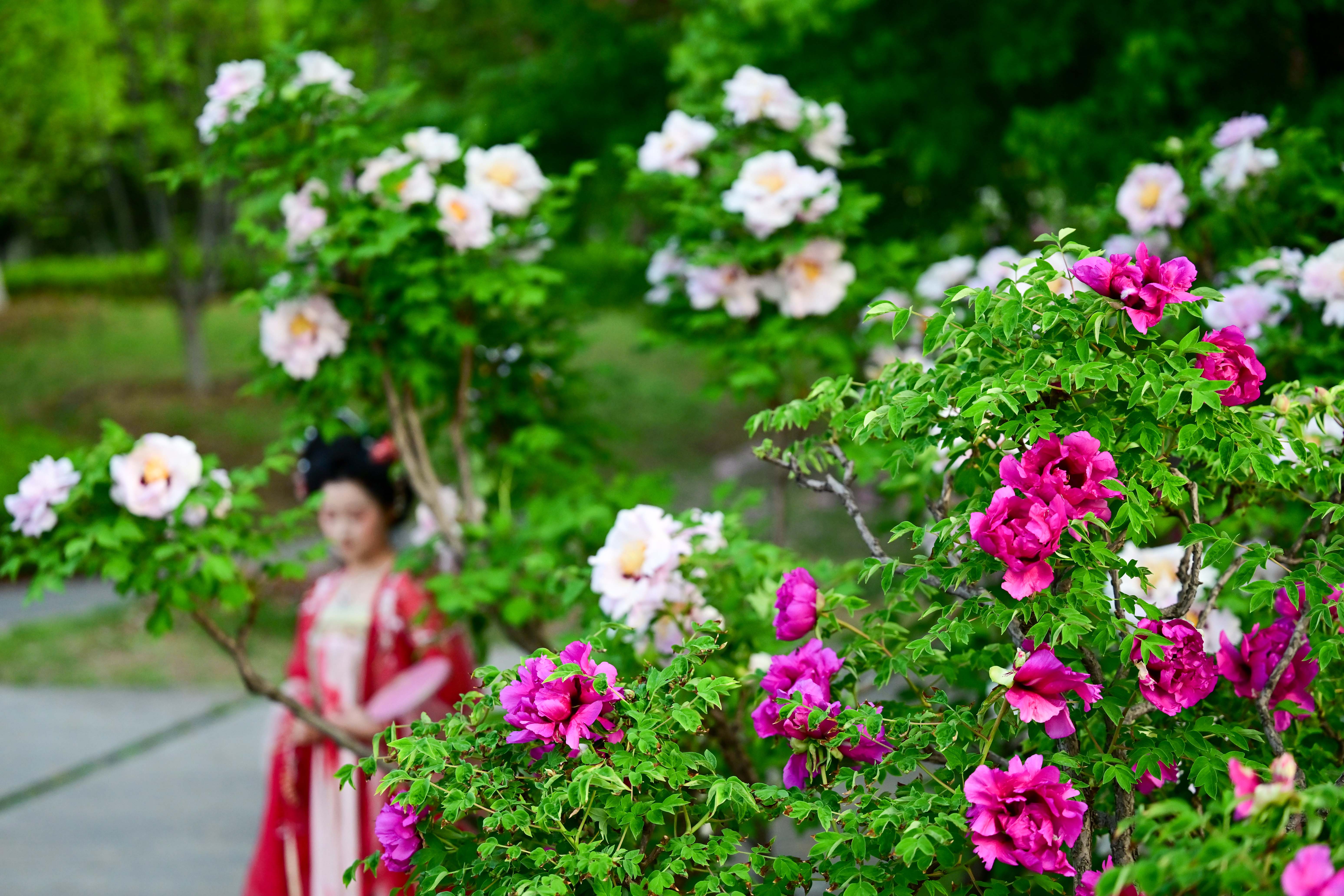 疑是洛川神女作书法,疑是洛川神女作的解释