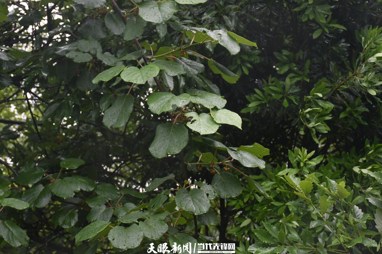 千园之城贵阳公园,千园之城贵阳绝美视频