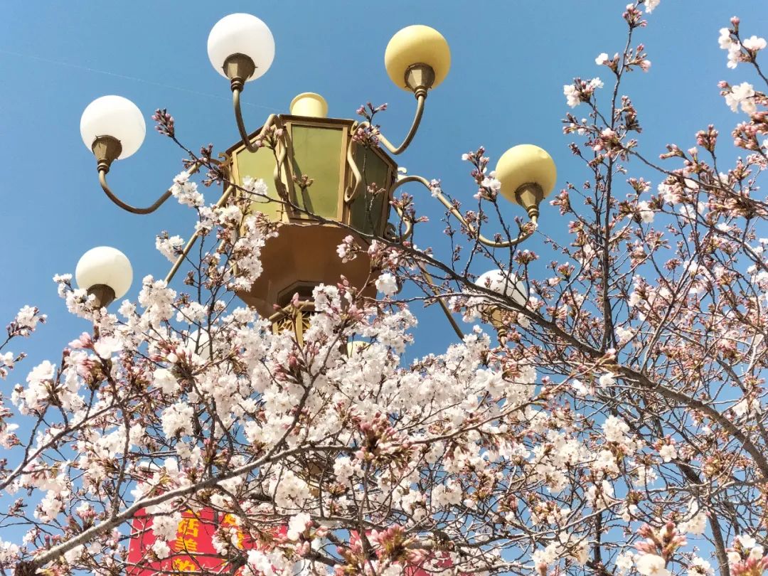 潍坊哪里的樱花最好,潍坊樱花大道在哪里
