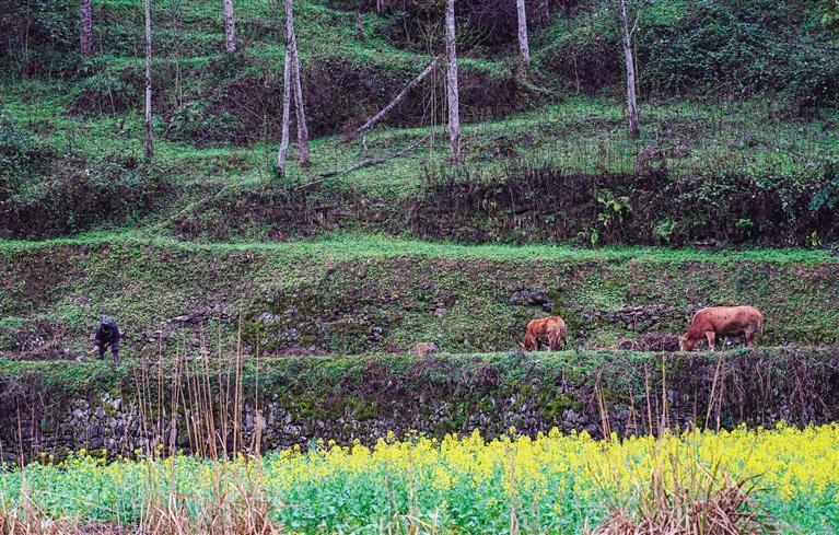春来湘西，拈朵微笑的花