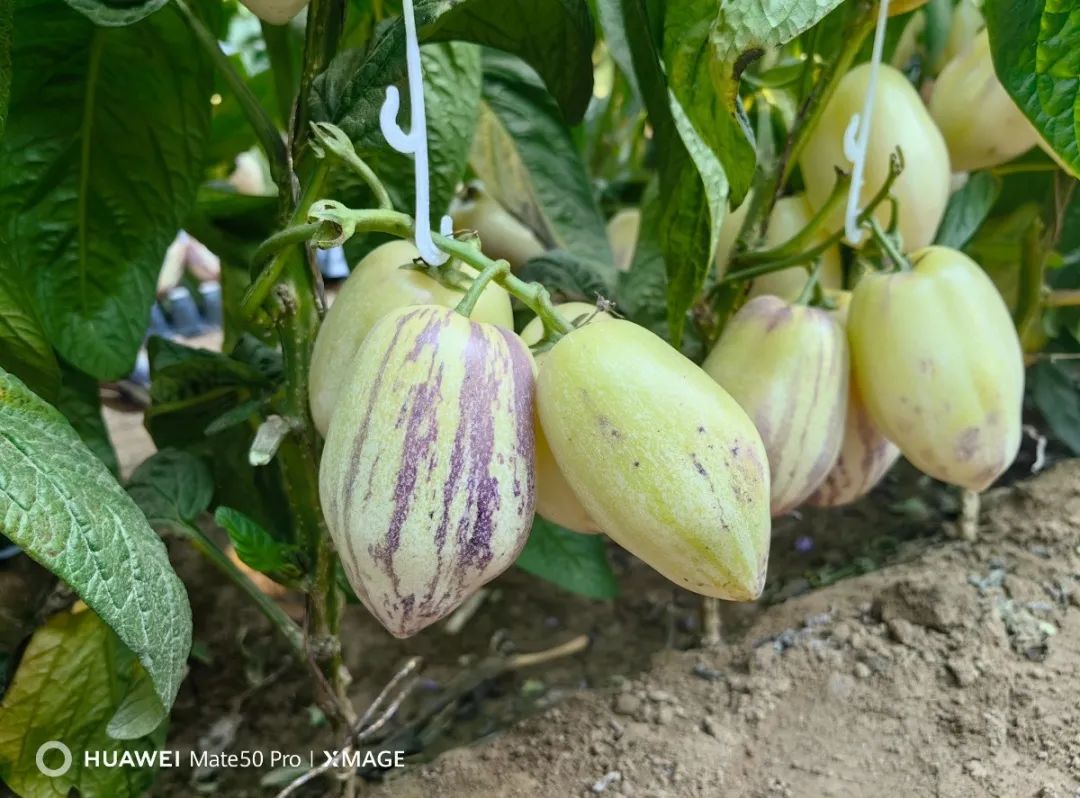 农村种植人参有前途吗,人参种子种植收益