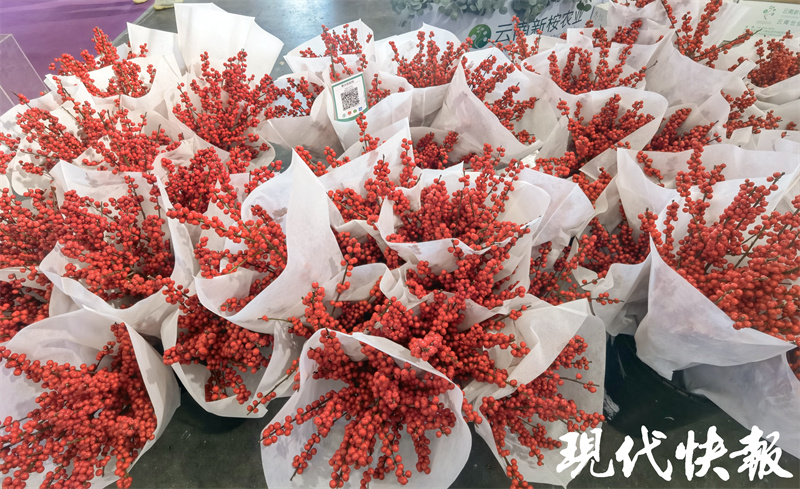 南京迎来最美银杏季,南京最美樱花季即将到来