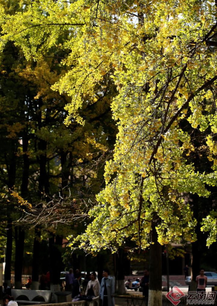 云南银杏熟了,云南银杏落叶