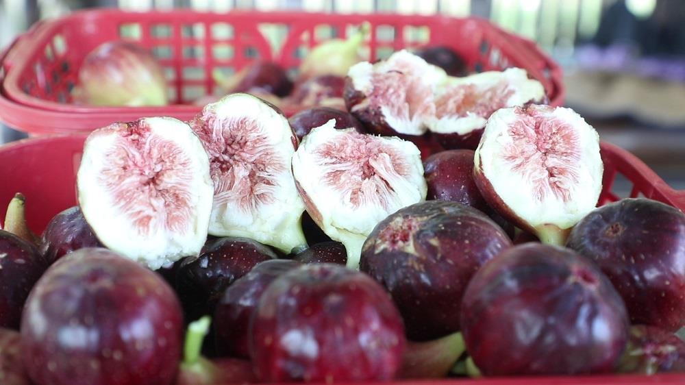 无花果新品种梦幻甜蜜,新田无花果专卖店